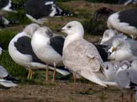 Goéland à ailes blanches Larus glaucoides