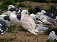 Goéland à ailes blanches Larus glaucoides