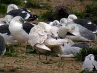 Goéland à ailes blanches Larus glaucoides