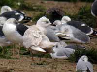 Goéland à ailes blanches Larus glaucoides