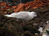 Goéland à ailes blanches Larus glaucoides