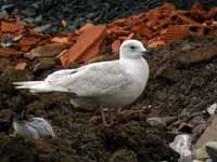 Goéland à ailes blanches Larus glaucoides