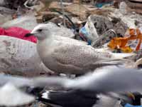 Goéland à ailes blanches Larus glaucoides