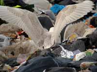 Goéland à ailes blanches Larus glaucoides