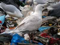 Goéland à ailes blanches Larus glaucoides