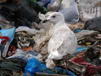 Goéland à ailes blanches Larus glaucoides