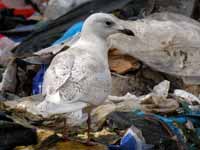 Goéland à ailes blanches Larus glaucoides