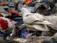 Goéland à ailes blanches Larus glaucoides