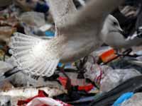 Goéland à ailes blanches Larus glaucoides