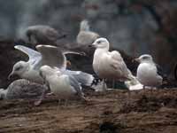 Goéland à ailes blanches Larus glaucoides