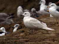 Goéland à ailes blanches Larus glaucoides