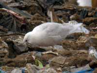 Goéland à ailes blanches Larus glaucoides