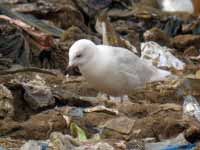 Goéland à ailes blanches Larus glaucoides