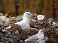 Goéland à ailes blanches Larus glaucoides