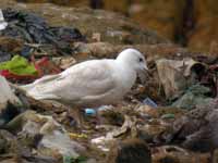 Goéland à ailes blanches Larus glaucoides