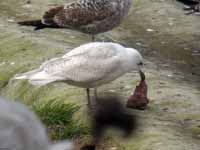 Goéland à ailes blanches Larus glaucoides