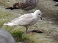 Goéland à ailes blanches Larus glaucoides