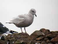 Goéland à ailes blanches Larus glaucoides