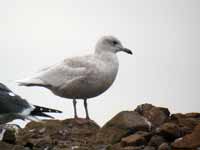 Goéland à ailes blanches Larus glaucoides