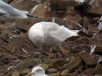 Goéland à ailes blanches Larus glaucoides