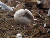 Goéland à ailes blanches Larus glaucoides