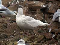 Goéland à ailes blanches Larus glaucoides