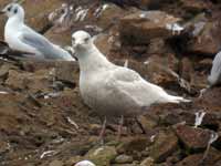 Goéland à ailes blanches Larus glaucoides