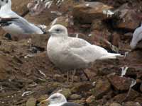 Goéland à ailes blanches Larus glaucoides