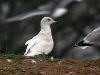 Goéland à ailes blanches Larus glaucoides