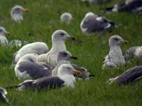 Goéland à ailes blanches Larus glaucoides