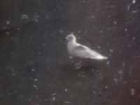 Goéland à ailes blanches Larus glaucoides