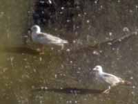 Goéland à ailes blanches Larus glaucoides