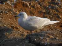 Goéland à ailes blanches Larus glaucoides