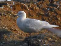 Goéland à ailes blanches Larus glaucoides