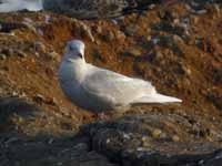 Goéland à ailes blanches Larus glaucoides