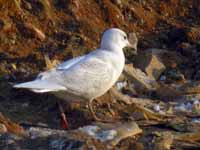 Goéland à ailes blanches Larus glaucoides