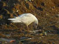 Goéland à ailes blanches Larus glaucoides