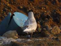 Goéland à ailes blanches Larus glaucoides