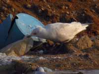 Goéland à ailes blanches Larus glaucoides