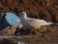 Goéland à ailes blanches Larus glaucoides