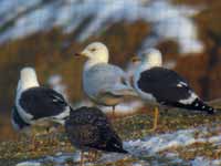 Goéland à ailes blanches Larus glaucoides