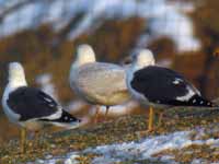 Goéland à ailes blanches Larus glaucoides