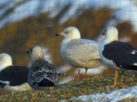 Goéland à ailes blanches Larus glaucoides