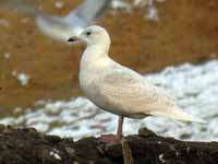 Goéland à ailes blanches Larus glaucoides