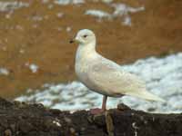 Goéland à ailes blanches Larus glaucoides