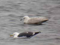 Goéland à ailes blanches Larus glaucoides