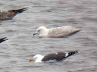 Goéland à ailes blanches Larus glaucoides