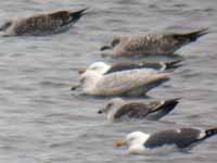 Goéland à ailes blanches Larus glaucoides