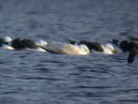 Goéland à ailes blanches Larus glaucoides