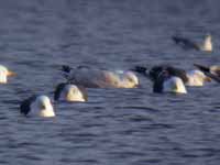 Goéland à ailes blanches Larus glaucoides